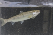 Déversement de smolts dans l'Ourthe