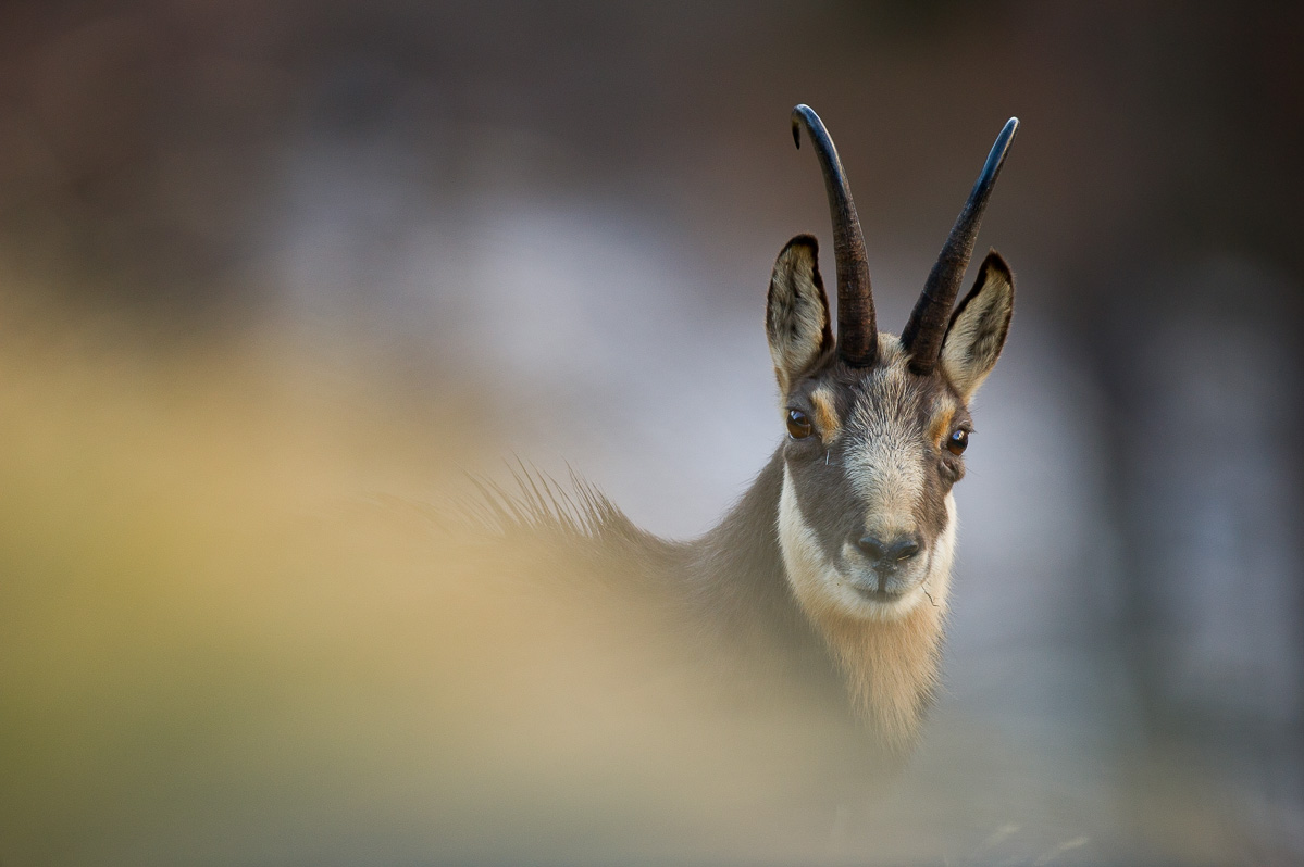 chamois